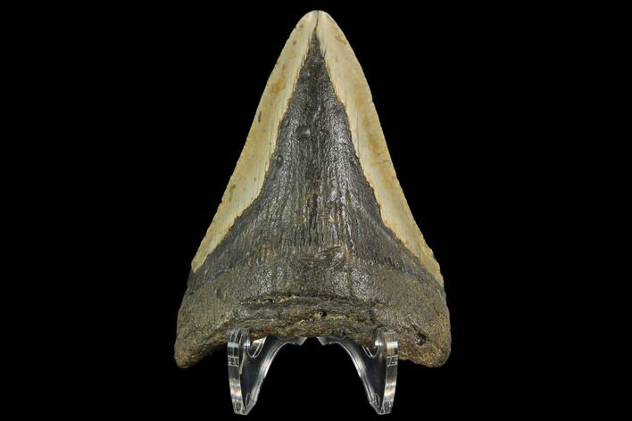 Bargain, Fossil Megalodon Tooth - North Carolina #124811